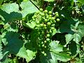 2010-0704-1250_Grapes_22,5C